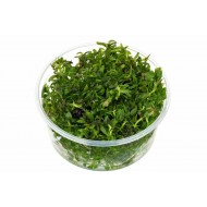 Limnophila Aromatica