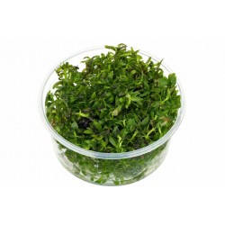 Limnophila Aromatica