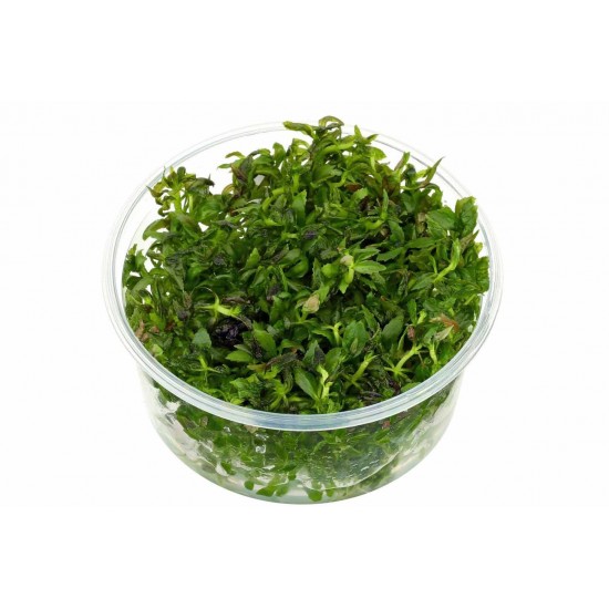 Limnophila Aromatica