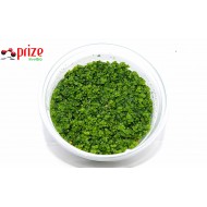 Hemianthus Callitrichoides Cuba