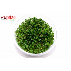 Glossostigma Elatinoides