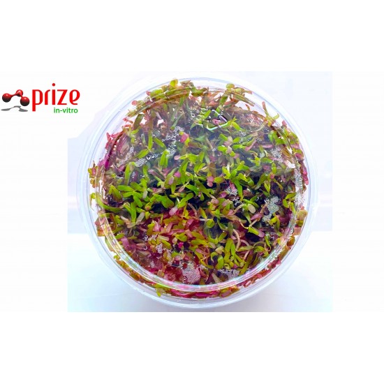 Rotala Vietnam H'ra