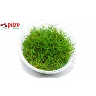 Eleocharis Parvula Mini