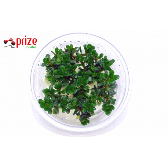 Rotala Rotindifolia Rotala Rotindifolia