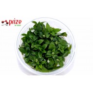 Staurogyne Repens Mini