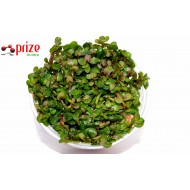 Ammania Sp Bonsai (Cüce)