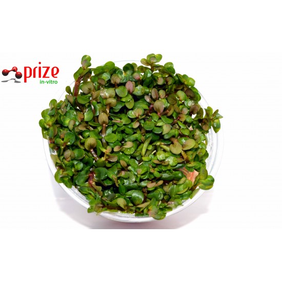 Ammania Sp Bonsai (Cüce)