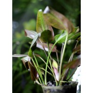 Cryptocoryne Pontederifolia Red