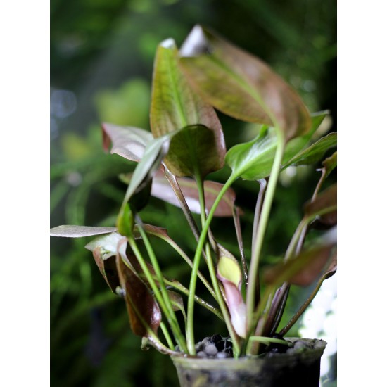 Cryptocoryne Pontederifolia Red
