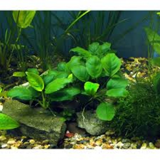 Anubias Nana Big Leaves