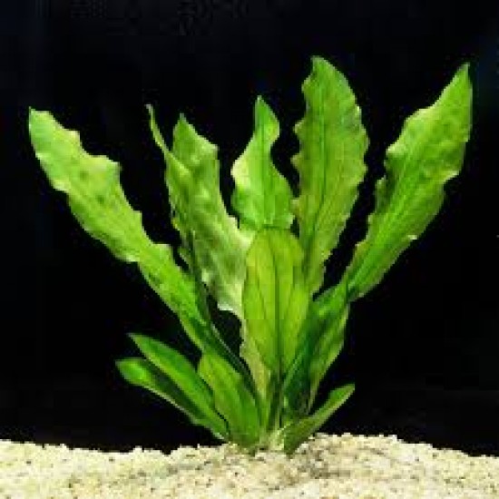 Echinodorus Major