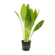 Echinodorus Muricatus