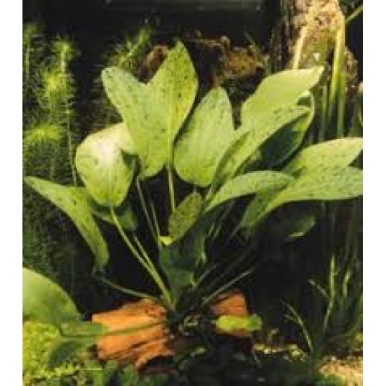 Echinodorus Ozelot