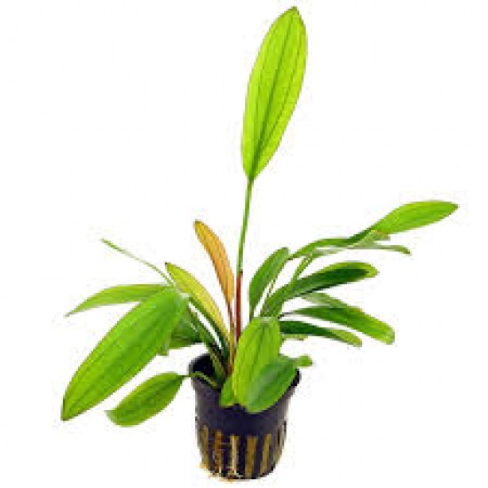 Echinodorus Red Special