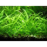 Echinodorus Tenellus