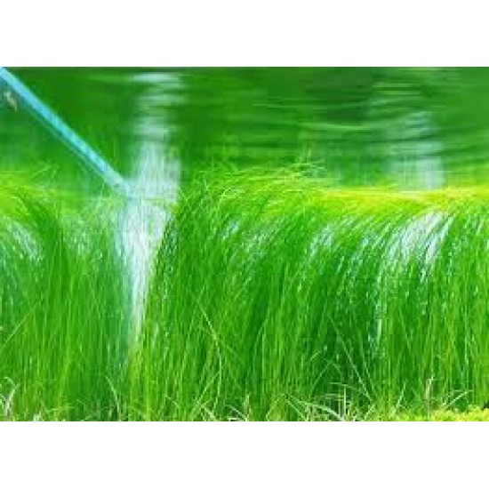 Eleocharis Vivipara
