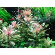 Hygrophila Difformis Red