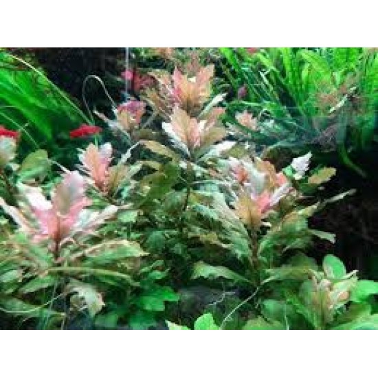 Hygrophila Difformis Red