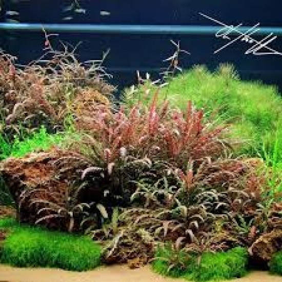 Hygrophila Pinnatifida