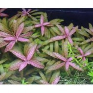 Hygrophila polysperma 'Rosanervis'