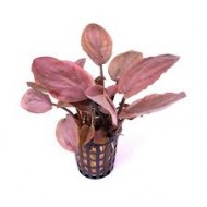 Lagenandra Meboldii Pink