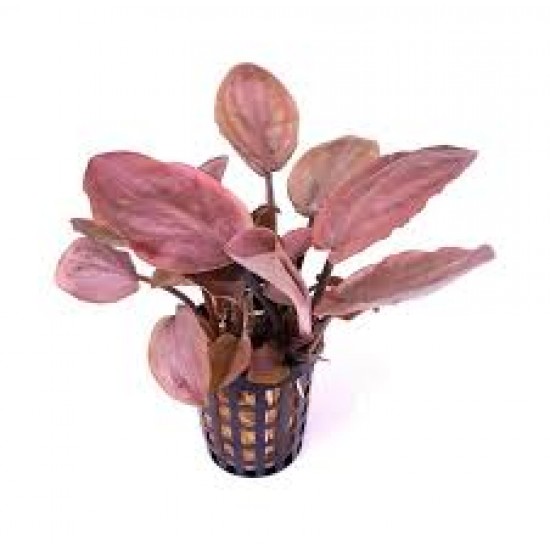 Lagenandra Meboldii Pink