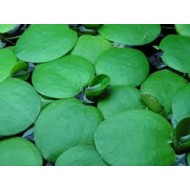 Limnobium laevigatum - Frogbit