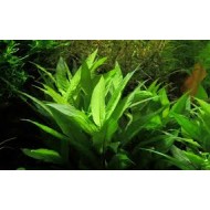 Nomaphila corymbosa 'Compact'