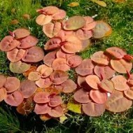 Phyllanthus Fluitans