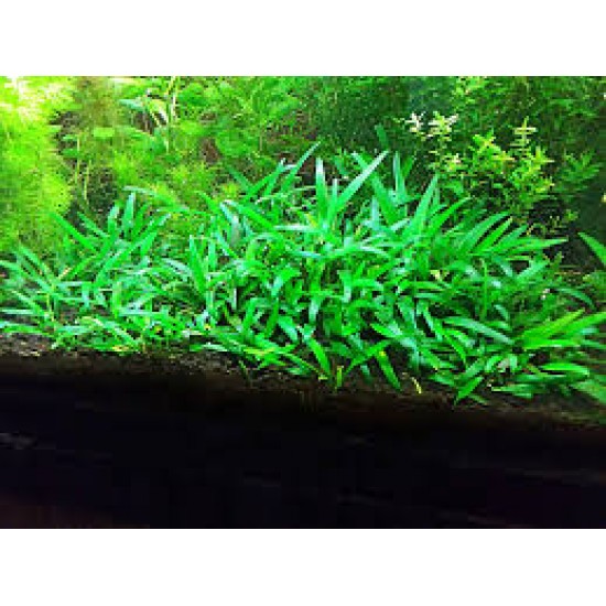 Cryptocoryne Parva