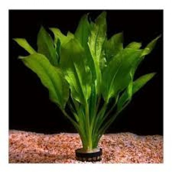 Echinodorus Amazonicus