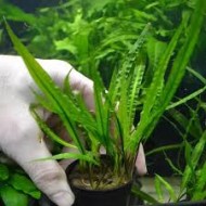 Cryptocoryne Balansae