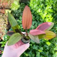 Echinodorus Hybrid / Miracle