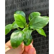Anubias Green Panda