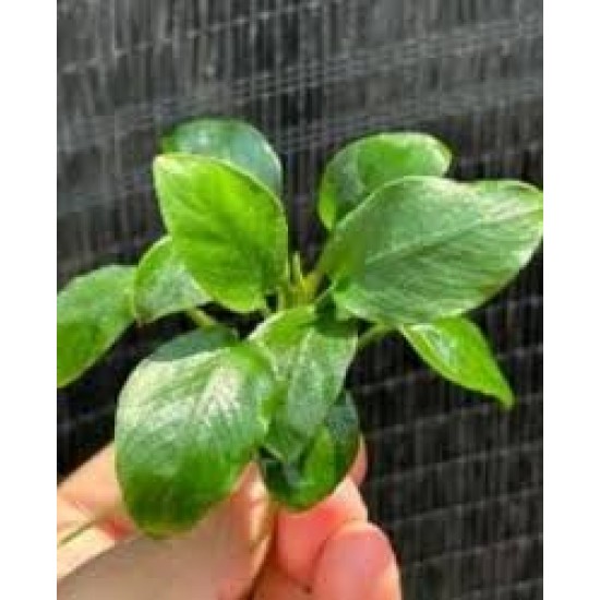 Anubias Green Panda
