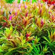 Limnophila Mini Kalimantan