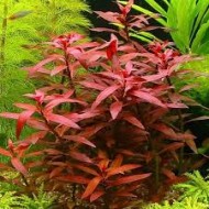 Ludwigia Peruensis