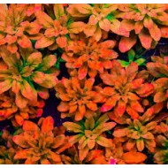 Ludwigia Sphaerocarpa