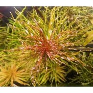 Ludwigia Twister / Tornado