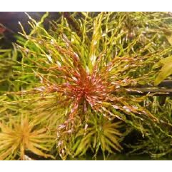 Ludwigia Twister / Tornado