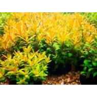 Nesaea Pedicallata Species