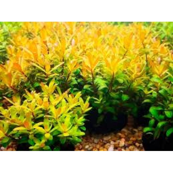 Nesaea Pedicallata Species