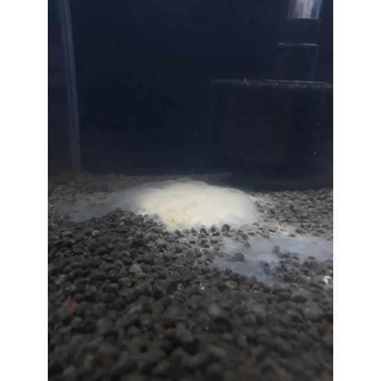 Bio Powder Bio Powder